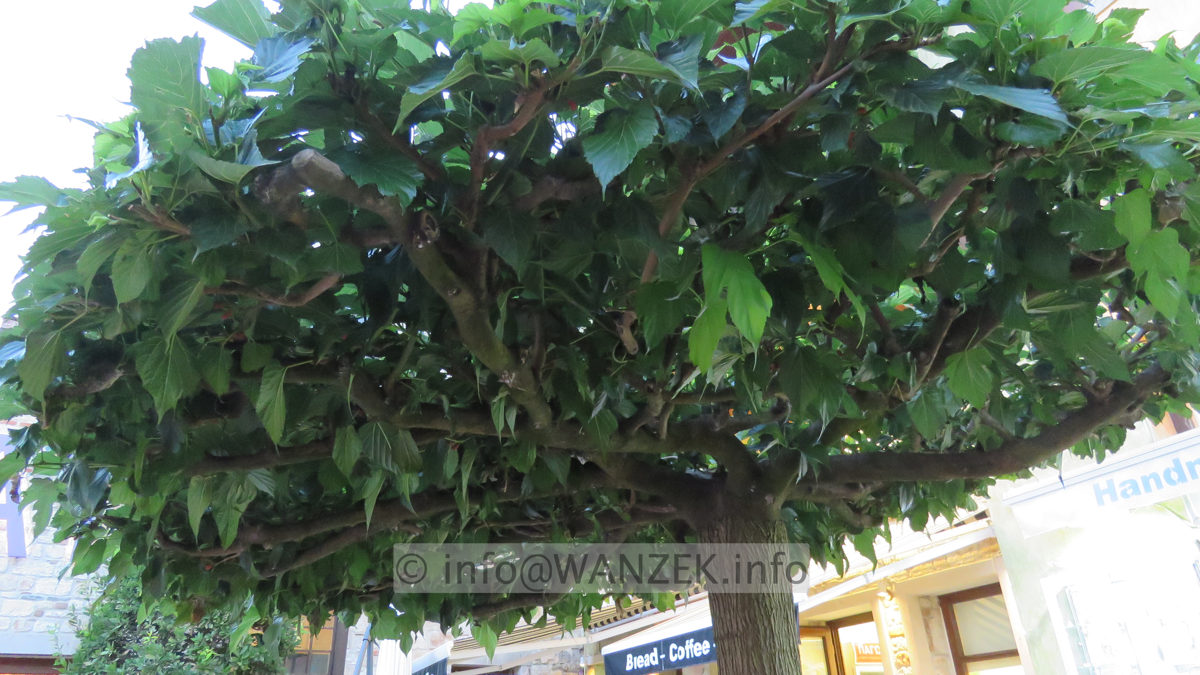 Morus alba Pendula Dachform 01.JPG